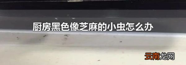 厨房黑色像芝麻的小虫怎么办