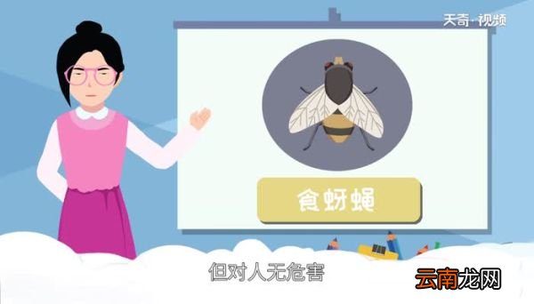 食蚜蝇对人有什么危害 食蚜蝇对人的危害
