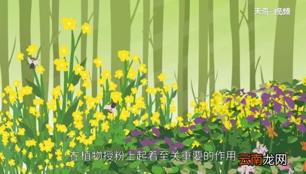 食蚜蝇对人有什么危害 食蚜蝇对人的危害
