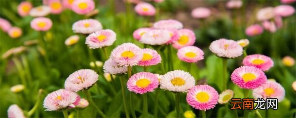 小雏菊花语 小雏菊的花语是什么