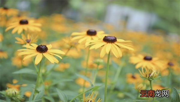 小雏菊花语 小雏菊的花语是什么