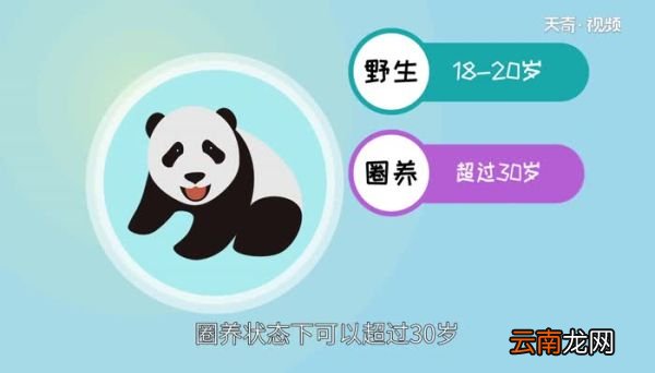 大熊猫寿命 大熊猫能活多久