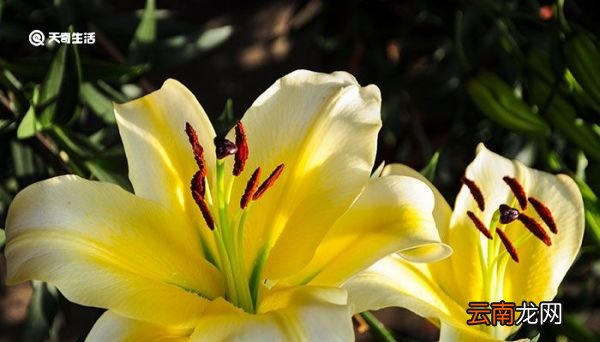 百合花语 百合的花语是什么