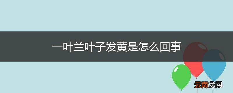一叶兰叶子发黄是怎么回事