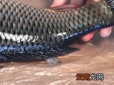 大鱼鱼鳞怎么刮