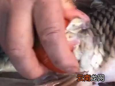 大鱼鱼鳞怎么刮