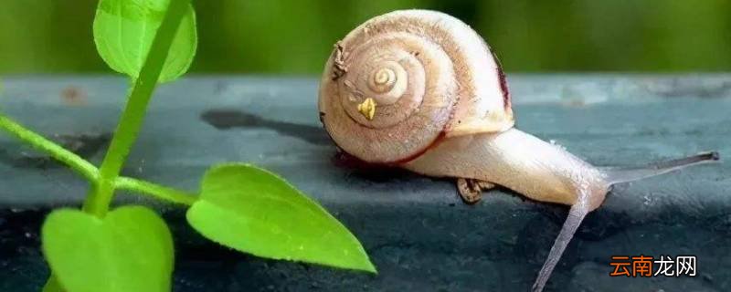 蜗牛要冬眠吗