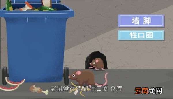 老鼠怕什么气味 老鼠惧怕什么气味