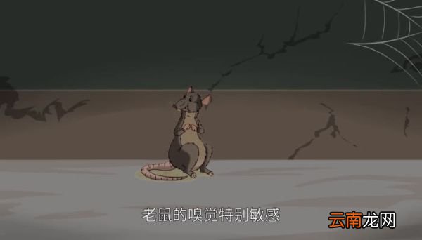 老鼠怕什么气味 老鼠惧怕什么气味