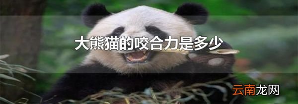 大熊猫的咬合力是多少