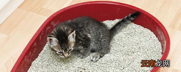 去除猫屎味道的小妙招 猫屎的味道怎么去除