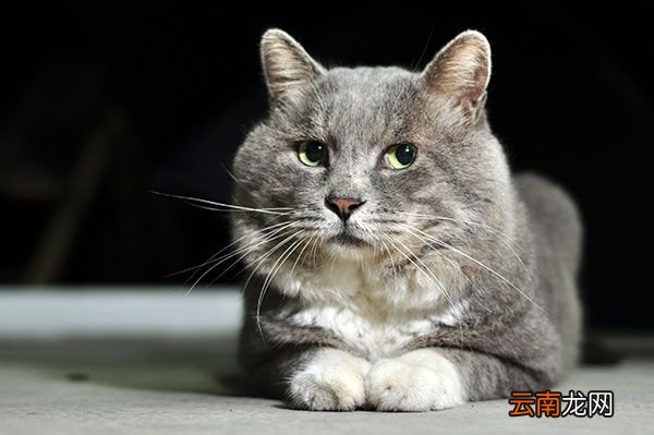 去除猫屎味道的小妙招 猫屎的味道怎么去除