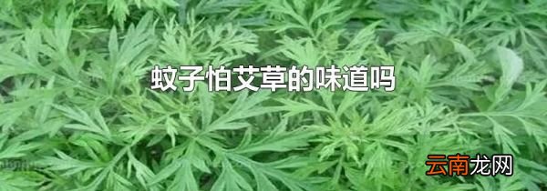 蚊子怕艾草的味道吗