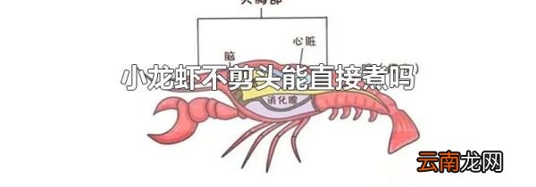 小龙虾不剪头能直接煮吗