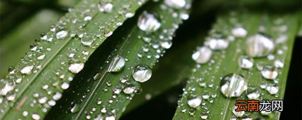 与白露和杜甫相关的诗 杜甫写过哪些关于白露的诗