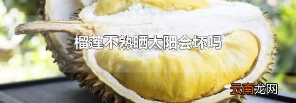 榴莲不熟晒太阳会坏吗
