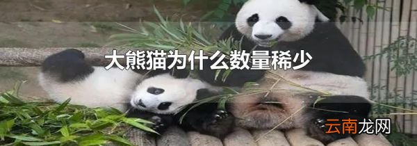 大熊猫为什么数量稀少