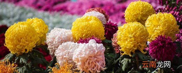 菊花代表什么的象征意义白菊花代表什么意思