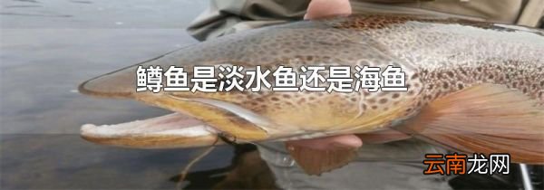 鳟鱼是淡水鱼还是海鱼