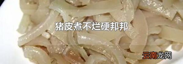 猪皮煮不烂硬邦邦
