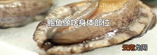 鲍鱼像啥身体部位