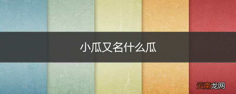 小瓜又名什么瓜