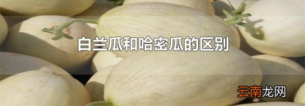 白兰瓜和哈密瓜的区别