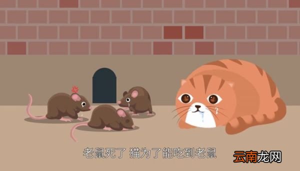 猫哭耗子歇后语 猫哭耗子歇后语下一句
