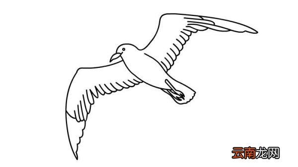 海鸥简笔画 海鸥简笔画怎么画