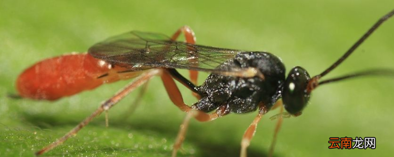 舍腰蜂的特点