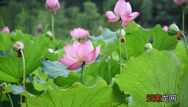 诗经对月份的雅称 诗经对月份的雅称是什么