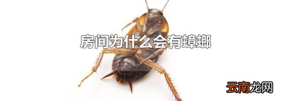 房间为什么会有蟑螂