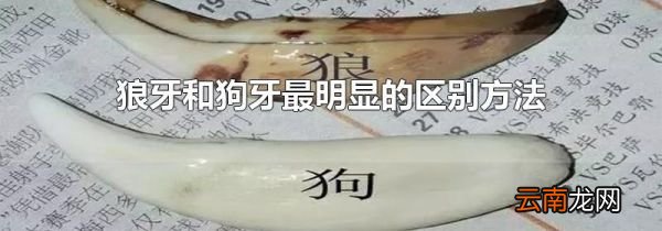 狼牙和狗牙最明显的区别方法