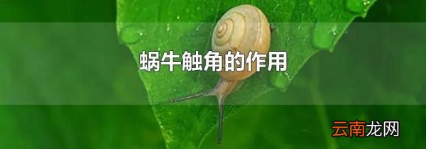 蜗牛触角的作用