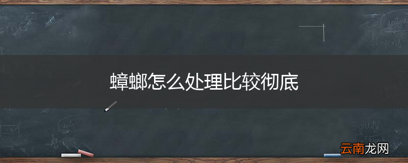 蟑螂怎么处理比较彻底