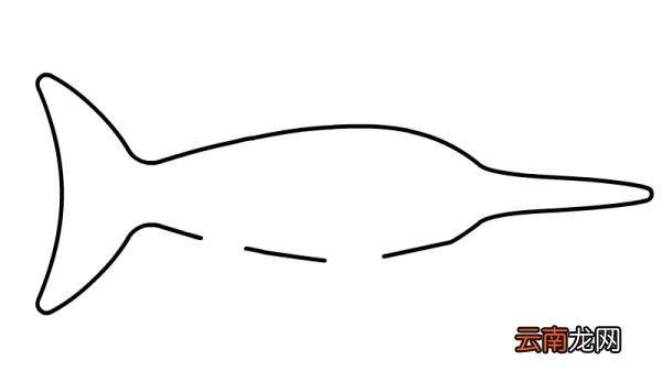 金枪鱼简笔画步骤金枪鱼简笔画画法