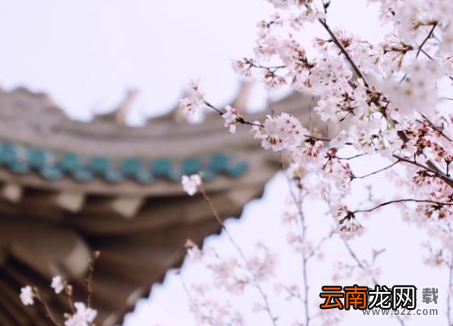 武汉大学云赏樱入口及地址