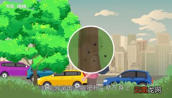 树木的作用 树的重要性
