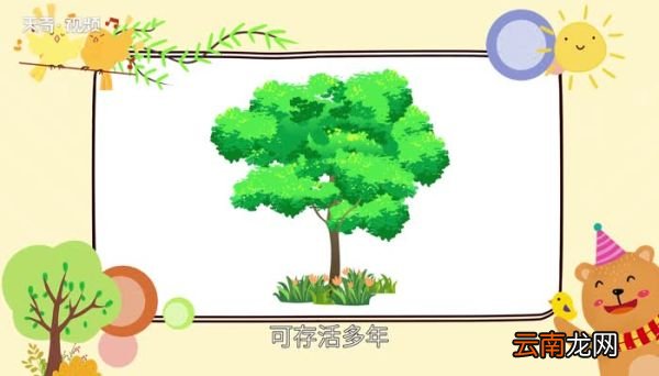 树木的作用 树的重要性