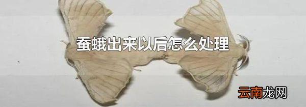 蚕蛾出来以后怎么处理