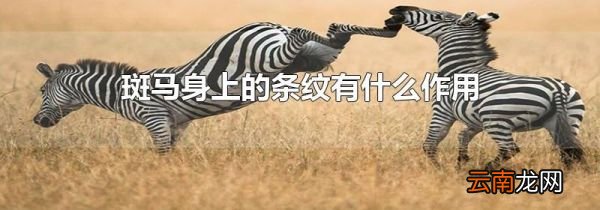 斑马身上的条纹有什么作用