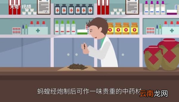 蚂蝗吃什么蚂蝗吃什么食物