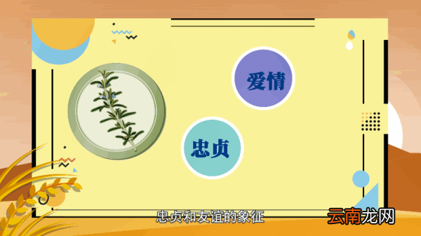 迷迭香的花语 迷迭香的花语是什么