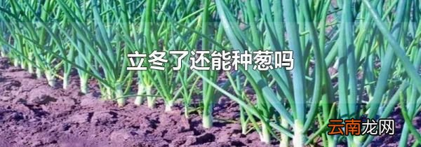 立冬了还能种葱吗