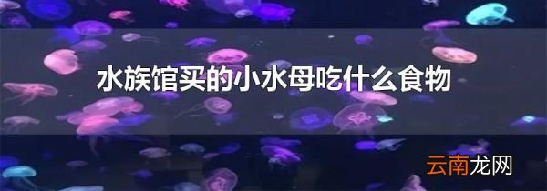 水族馆买的小水母吃什么食物