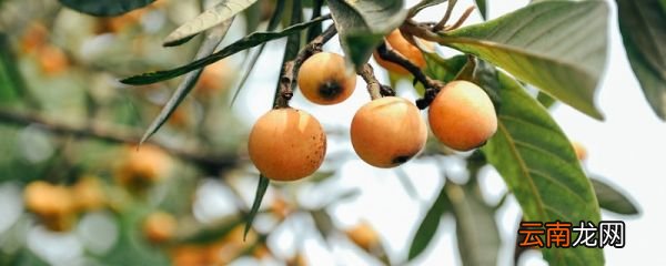 枇杷籽怎么种才能发芽 枇杷籽正确的种植方法