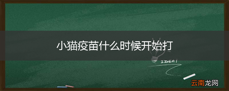 小猫疫苗什么时候开始打
