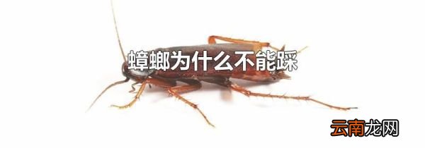 蟑螂为什么不能踩