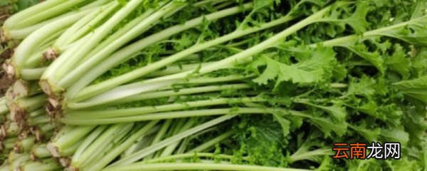雪菜是什么菜雪菜有什么营养价值
