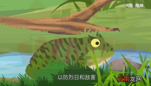 角蛙吃什么 角蛙吃蔬菜吗